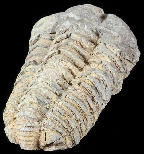 Calymene Trilobite From Morocco - Large Size #49639